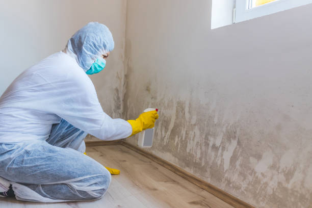 Black mold inspection in Maywood