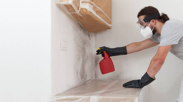 Basement Mold Remediation treatment on basement walls in Maywood