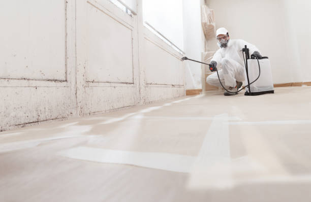 Black mold remediation team in Maywood